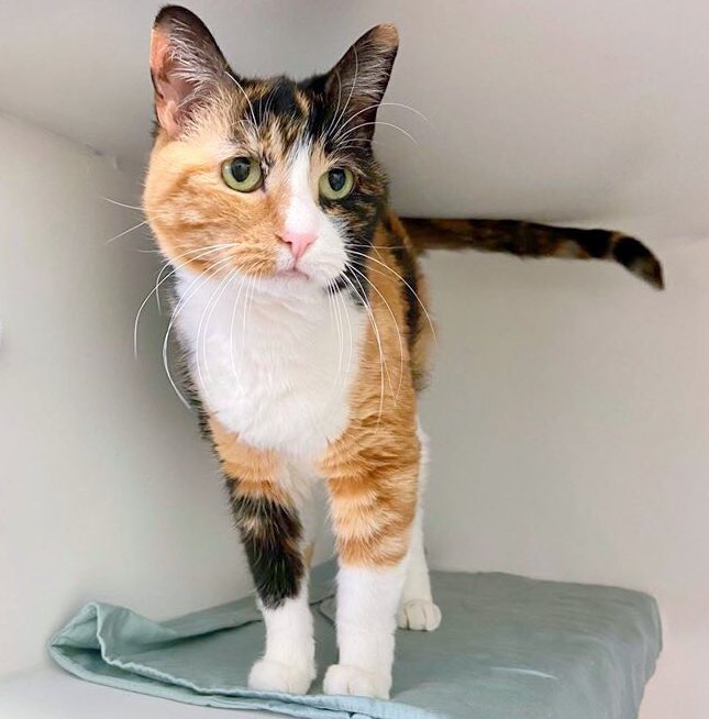 MorrisAnimal's tweet photo. Missy’s adoption just fell through. She came to us 3 years ago &amp; has been in &amp; out of homes ever since. She’s not a young cat anymore &amp;’the vet just told her she may have something called “hyperthyroidism”. She’s starting to think finding a home #IsAnImpossibleMission. RT her! 1/ https://t.co/YbffjoES0t