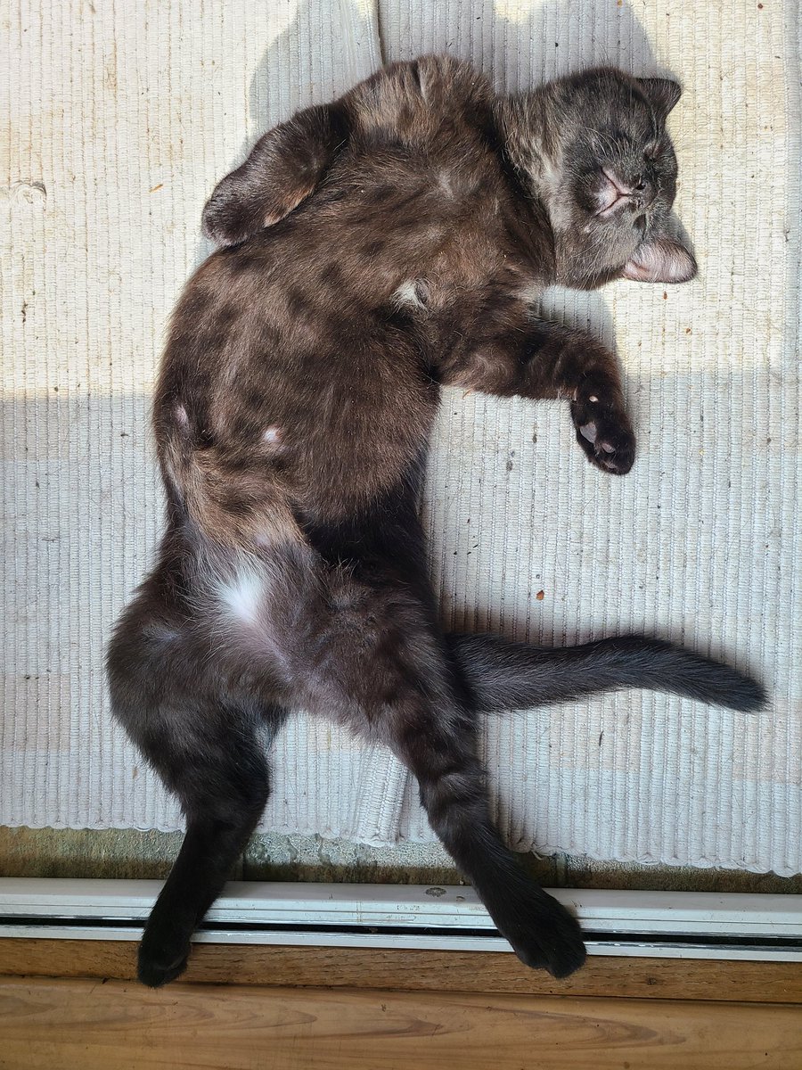 SteebACNH's tweet photo. @aloecrossing Here's some kitten pictures! https://t.co/waBp8kCAHl