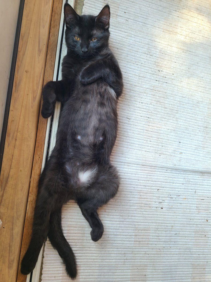 SteebACNH's tweet photo. @aloecrossing Here's some kitten pictures! https://t.co/waBp8kCAHl