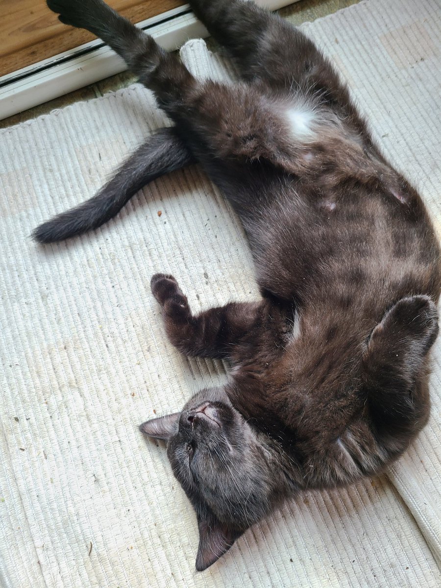 SteebACNH's tweet photo. @aloecrossing Here's some kitten pictures! https://t.co/waBp8kCAHl