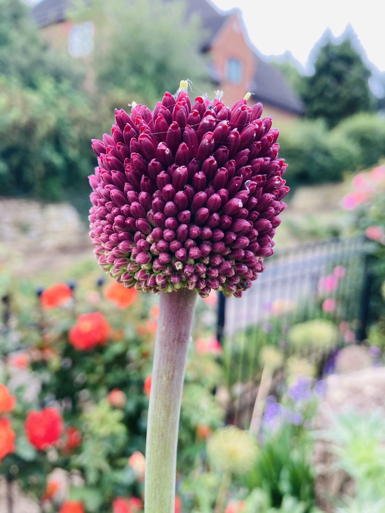 LukwesaBurak's tweet photo. It appears that my Alliums are also afflicted with #LockdownHair.
Allium ‘Drumstick’ have had a haircut and are now ‘Red Mohican’ #mistakenidentity #misidentified #guilty #MyGarden #Gardening https://t.co/ixkqxKnKKB