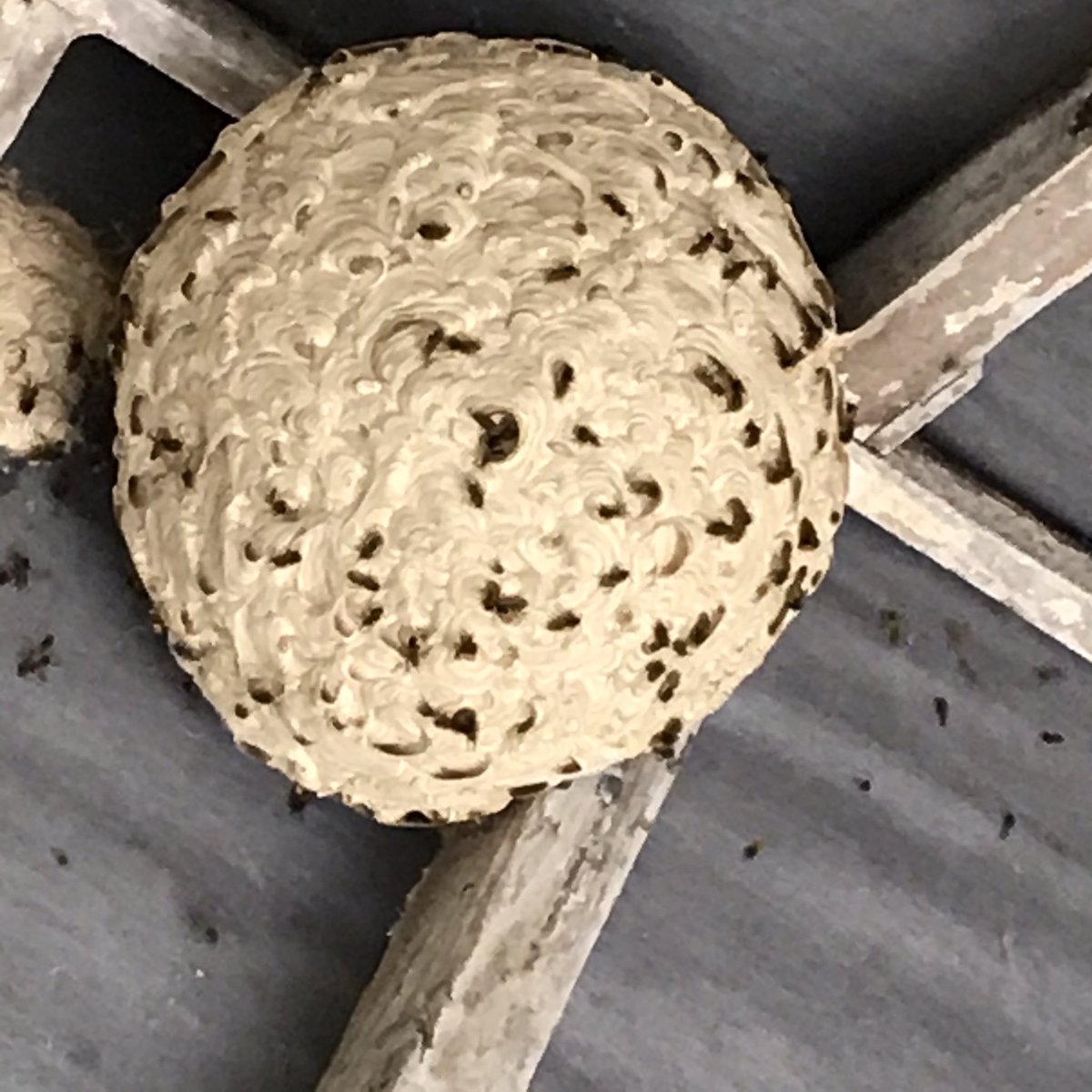 Wasp nest continue to GROW. This summer we could see some extreme nests containing many thousands of wasps. #wasps #summer #PestControl #pestproblems #acepestcontrol @BBCNorfolk @BBCLookEast @itvanglia @BeckyandWillsy @EDP24 @edpbusiness @nnrofficial @radionorwich