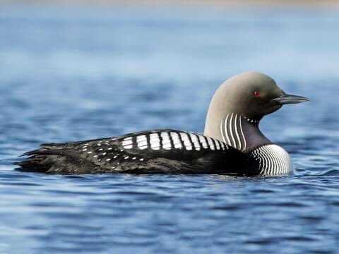 Kabuto as a Pacific Loon