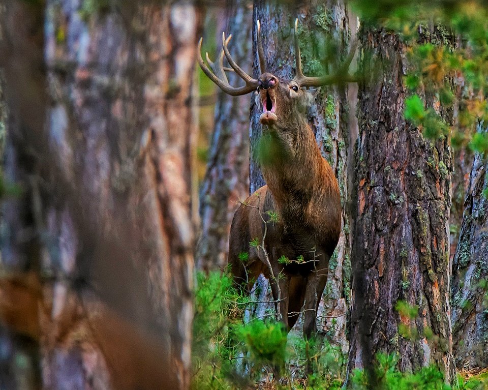Bu haykırış Eskişehir'den. Avlanma izni verilen geyiklerin sesi. Bu fotoğrafı da bizzat Eskişehir de çektim. Şimdi ona silah doğrultacaklar. Bu geyikler ne zaman avlatılıyor biliyor musunuz? Tam çiftleşme dönemlerinde. Çünkü en savunmasız oldukları dönem o zaman. #avcinayettir