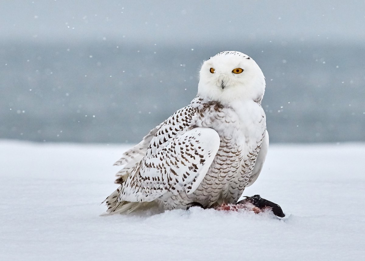 Tobirama as a Snowy Owl