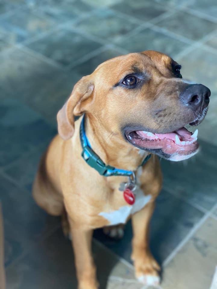 Handsome Bruno is going to be an amazing pet for some lucky family. He is great with people and other dogs! He needs a fenced yard and an active adopter.
Please share his post!
proverbs1210rescue.org