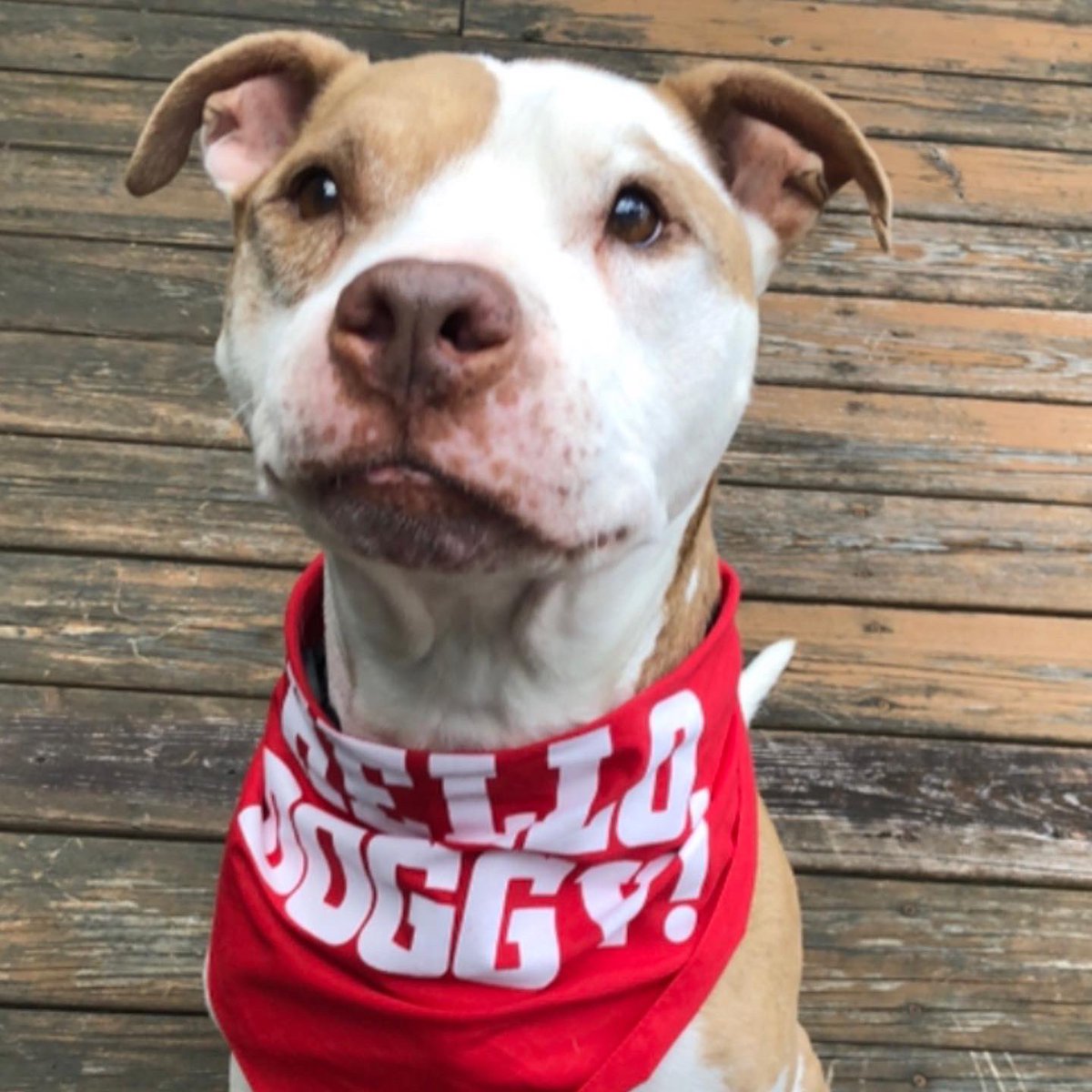everybodyrise's tweet photo. Rumour and Penny both want you to tune into @BroadwayBarks Across America tonight! 7:30pm on @broadwaycom or the @BCEFA YouTube channels. They would also like to tell you how much they both adore @OfficialBPeters ❤️🐶 https://t.co/hs9BOCg2vd