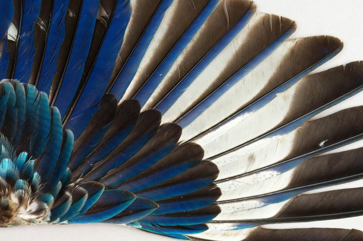 перо строение. венценосный павлин. строение крыла птицы анатомия. какие перья на крыльях птиц. перья птиц.