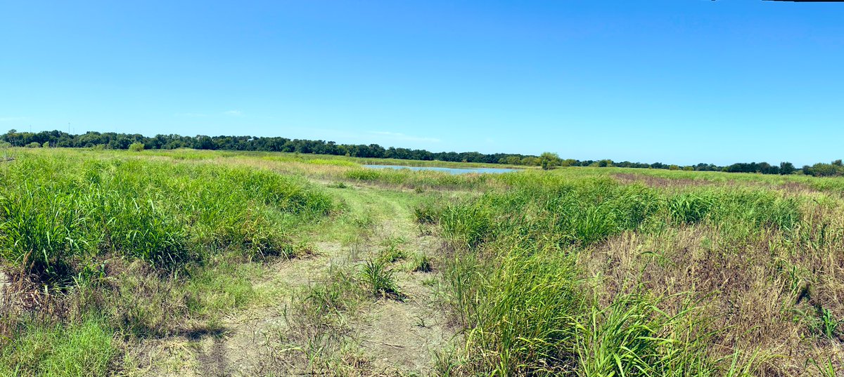 GBRTrust's tweet photo. Thank you to the Burdine Johnson Foundation for supporting our Plum Creek Wetlands Preserve Reforestation Project! On 11/14/2020 GBRT will plant 1000+ bare root seedlings on the property. Volunteers needed! If interested please email info@gbrtx.org to sign up. #PlumCreekWetlands https://t.co/J1sQBxZE9x