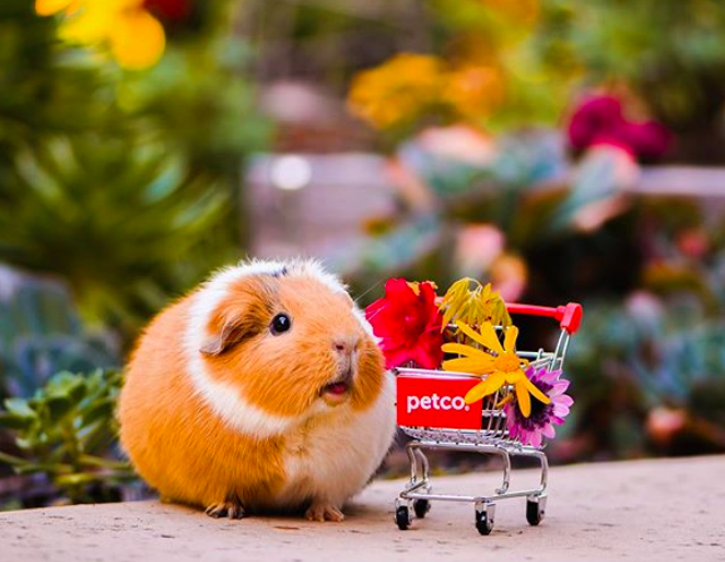 Petco on Twitter "It’s Guinea Pig Appreciation Day, a day to celebrate