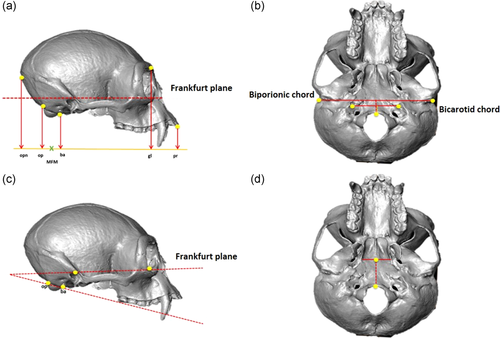 johnhawks's tweet photo. Maybe the biggest disjoint between textbook human evolution and real data concerns the connection between the base of the skull and bipedal locomotion. A new study in @AmJournalPrimat once again finds that foramen magnum position doesn't predict posture. https://t.co/Nc7WOzomLQ https://t.co/4Nny5Iabli