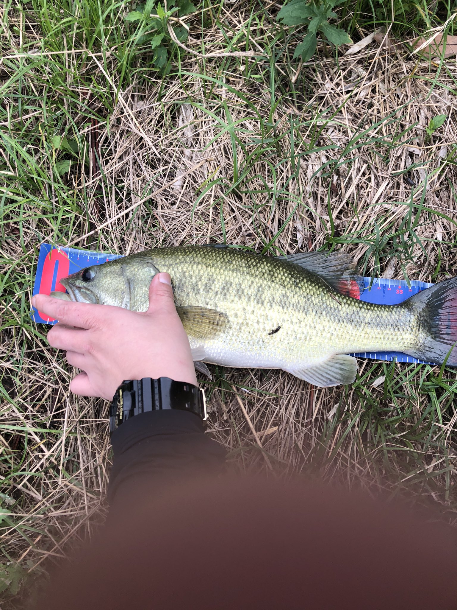 ジグスピナー Twitter Search Twitter