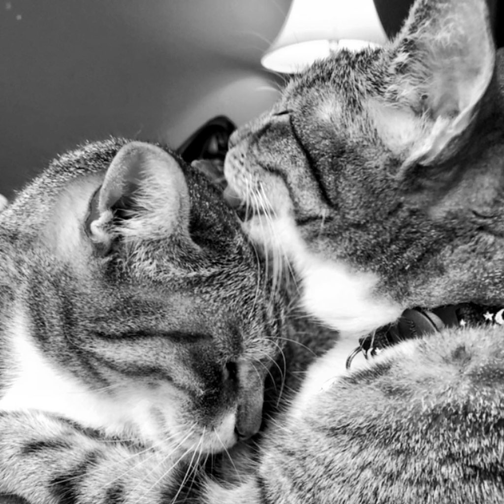everybodyrise's tweet photo. These two sweet babies were rescued by @anniemgo at @BroadwayBarks 2009! https://t.co/cg69Q4o8Yx