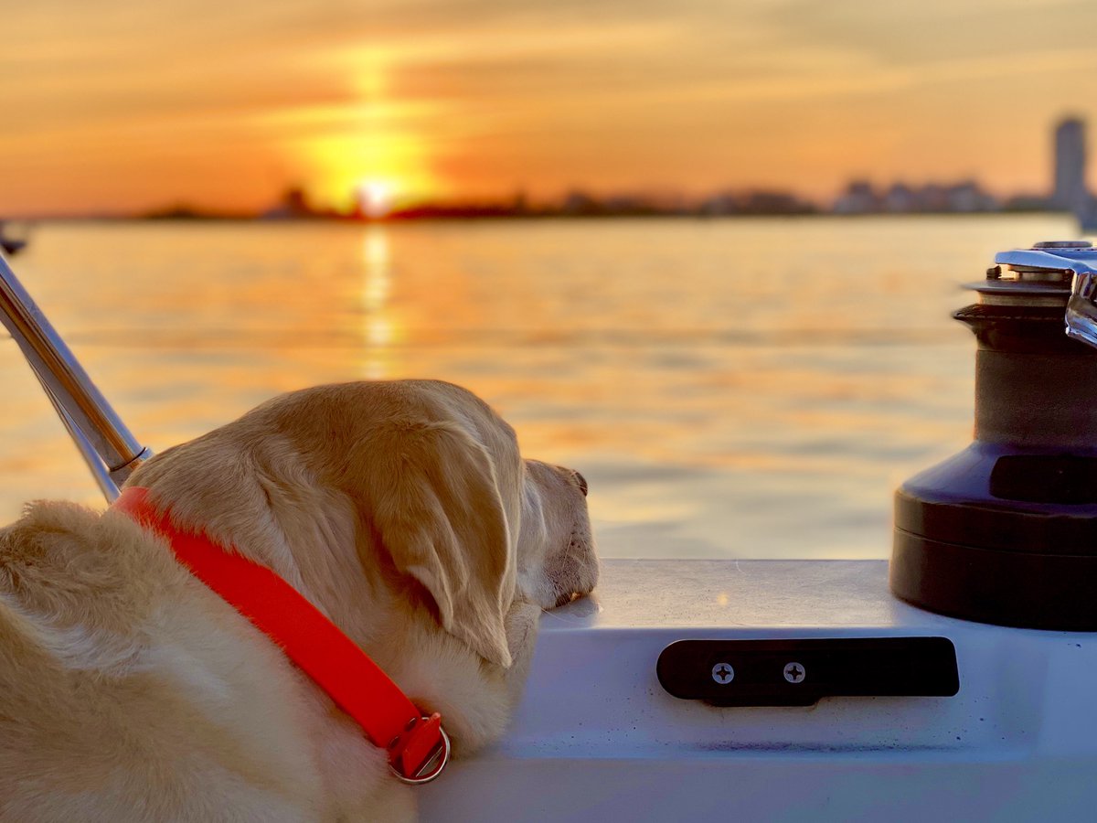Is there anything better than dog day afternoons spent on a boat? 🐶 Clearly, Charlie doesn’t think so! 📷: Neil Hetherington