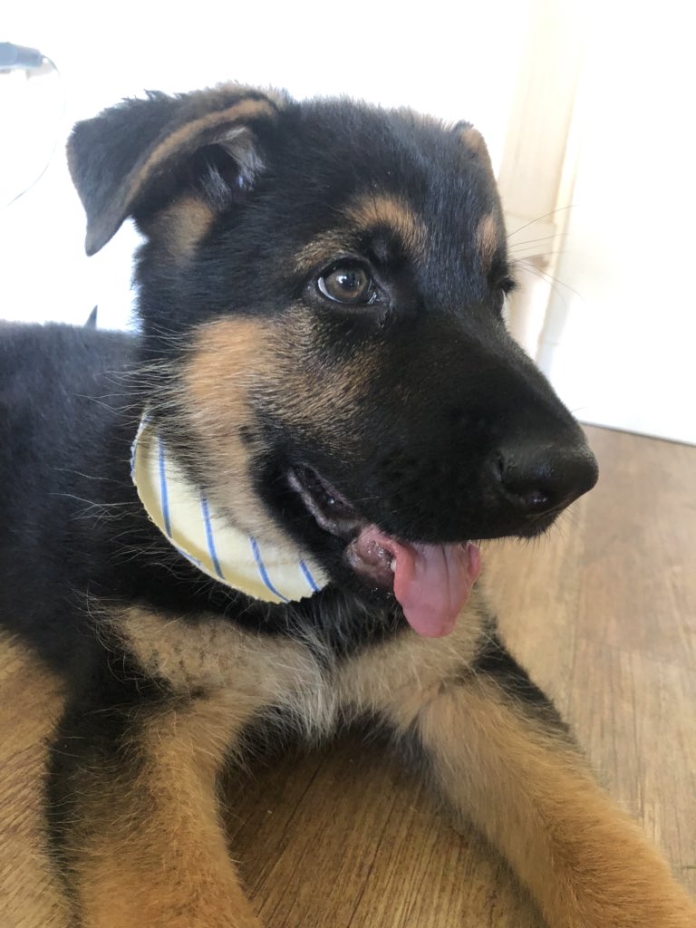 _NolanMacDonald's tweet photo. Hey twitter here’s my mandatory new puppy post! https://t.co/oGfpHuUknW