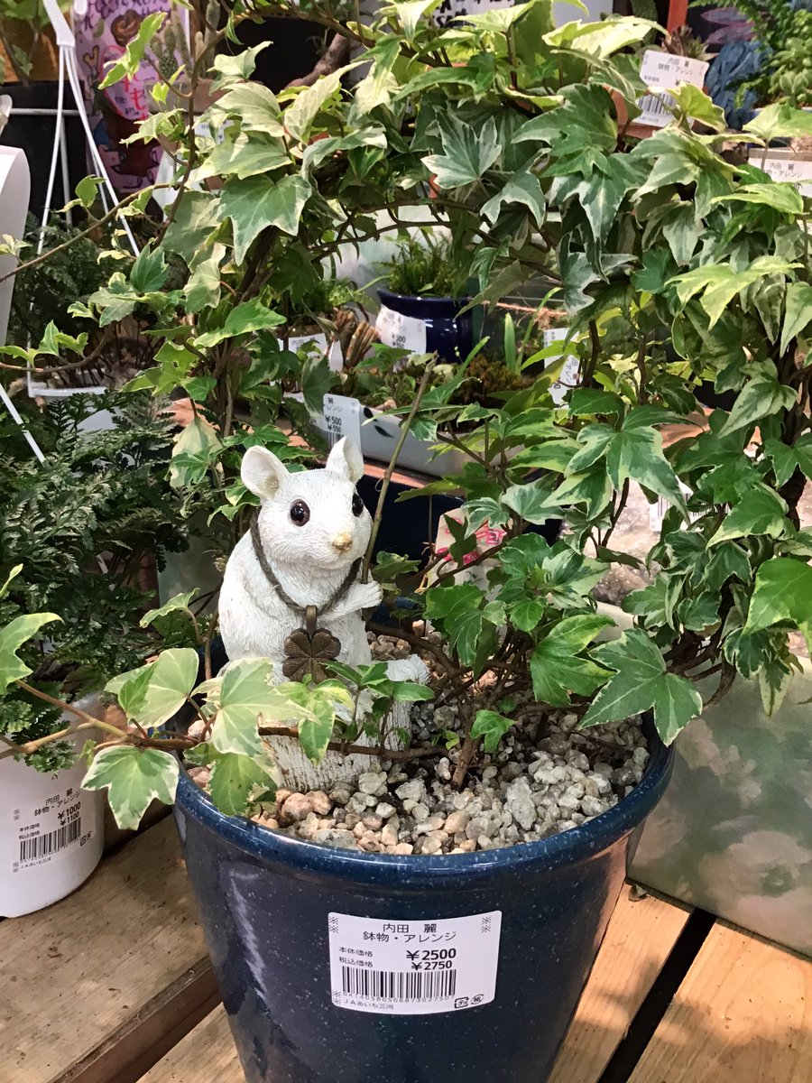 道の駅 藤川宿 森の仲間 アイビーのリース型の鉢植えにひょっこり現れたマウス 今年の干支はネズミ年ということもあってこんな風に飾ると カワイイ ですね こんな鉢植えをお部屋に飾ればきっと金運も迷い込んでくるかも 来るかもよー