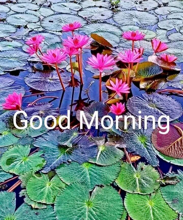 RajRani56689961's tweet photo. #goodmorning #GoodMorningTwitterWorld #HaveANiceDay #DoGood #GoodThoughts #Dopositive #GooVibes #FridayMorning ... https://t.co/wpFNjLMBYv