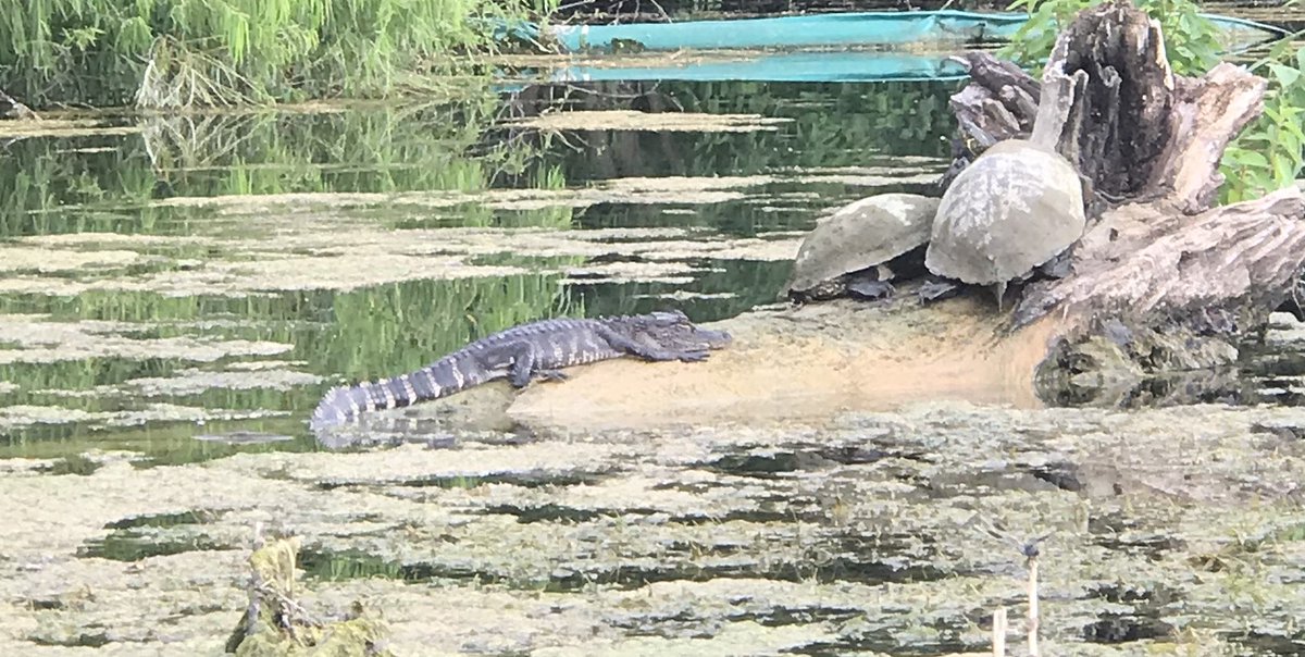 KXAN_Weather's tweet photo. Whoa! There are alligators in Lady Bird Lake! At least one alligator anyway! This photo was taken just upriver from Longhorn Dam near Festival Beach. Anna says she and her friend were on a kayak when they spotted it. Does look kind of small--or those are giant turtles... https://t.co/4sXB2R9RNs