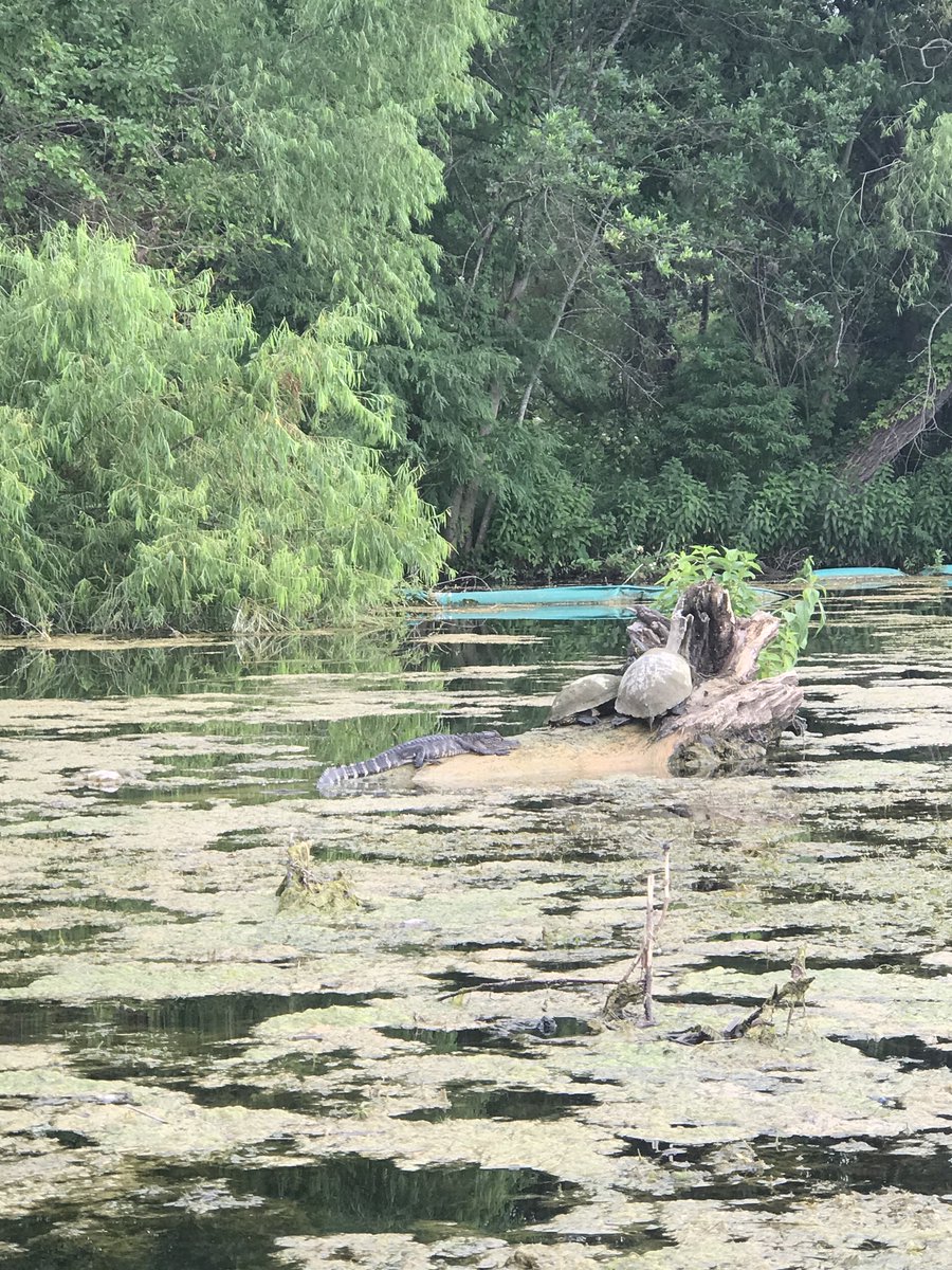 Whoa! There are alligators in Lady Bird Lake! At least one alligator anyway! This photo was taken just upriver from Longhorn Dam near Festival Beach. Anna says she and her friend were on a kayak when they spotted it. Does look kind of small--or those are giant turtles...