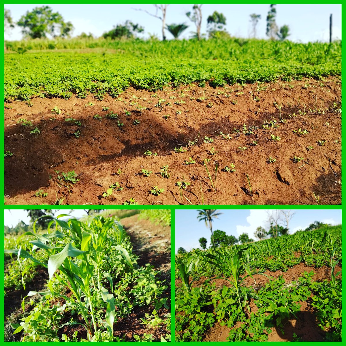 ActionCareFoun1's tweet photo. To plant a seed is to believe in tomorrow! 
#ACFAGRICPROJECT 💚 https://t.co/V80LW4pcUo