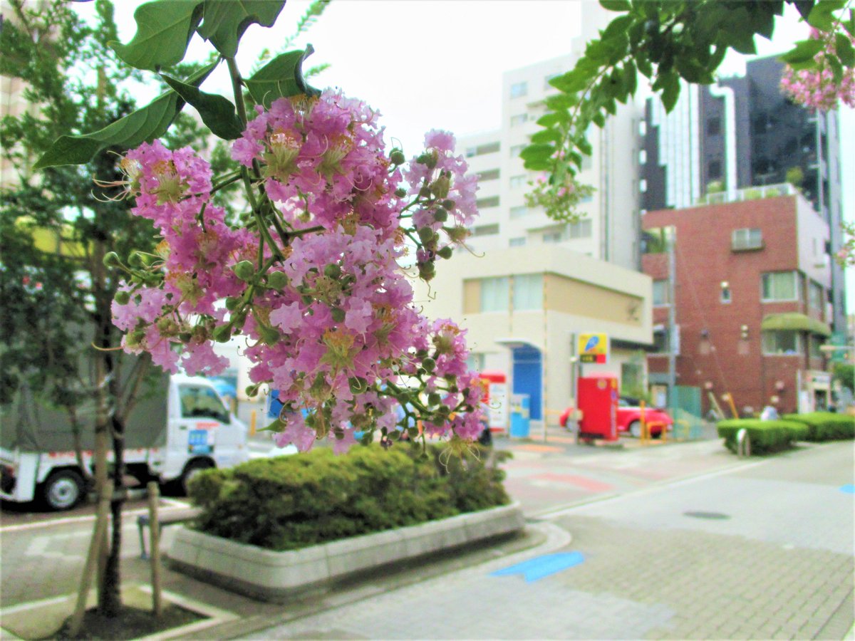 江東区 夏に楽しめる身近なみどり 街路樹 区役所南側の道路では 枝の先に小さな花がまとまって咲くのが特徴的なサルスベリの 花が咲き始めました また 枝川小学校周辺では ムクゲの花が今にも咲きそうです お散歩などで出かけた際は ぜひお