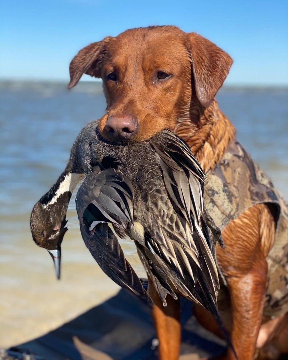 RealtreeDog's tweet photo. Got 'em 🦆

📷: @zackweaver5⠀ https://t.co/F5BN6qdo4N