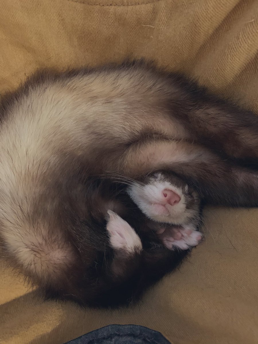 _nyorochachacha's tweet photo. めっちゃ久しぶりに更新しましたが実は息子をお迎えしてました🐾

天茶彦♂です🦦 https://t.co/tLanDLrCxR