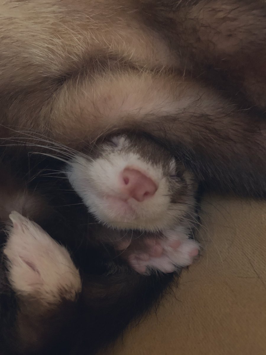 _nyorochachacha's tweet photo. めっちゃ久しぶりに更新しましたが実は息子をお迎えしてました🐾

天茶彦♂です🦦 https://t.co/tLanDLrCxR