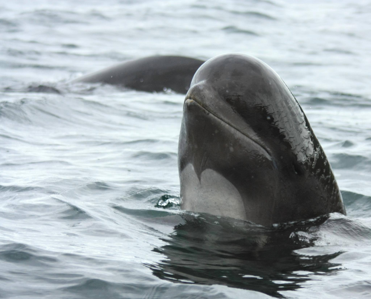 OceanicRescue's tweet photo. To the beautiful family of pilot whales that were brutally murdered in the Danish #FaroeIslands, we are so deeply sorry... We will keep fighting to end this insane blood sport. RIP beautiful family...

Please Boycott the Faroe Islands! #GrindStop #Denmark #StopKillingWhales https://t.co/XCn7yzHCTv