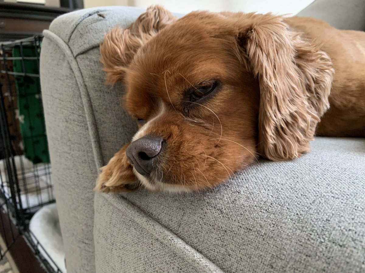 mlcs13's tweet image. Ollie is ridin’ with Biden. #Dogs4Biden