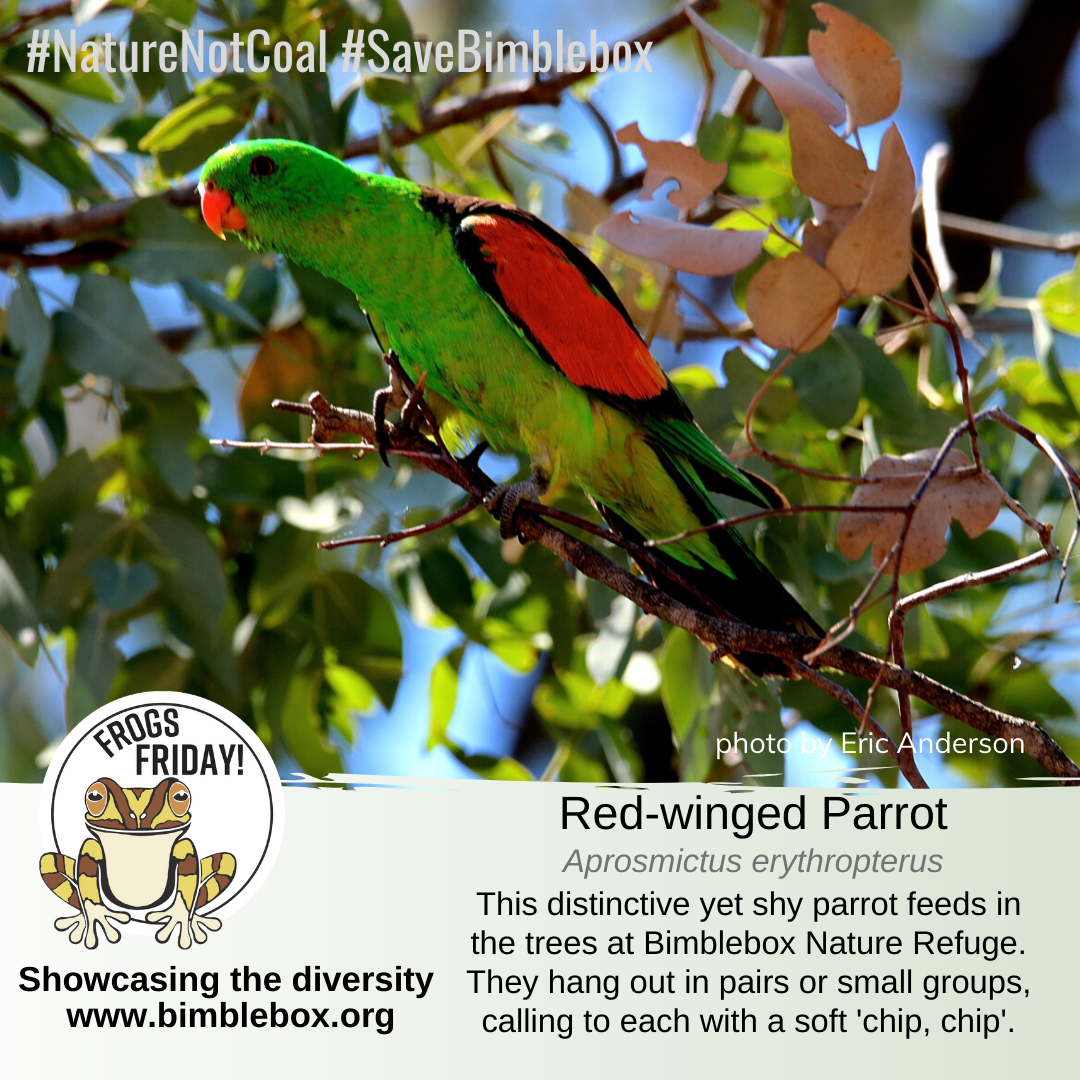 BimbleboxNR's tweet photo. 🥁🎺💃🕺🍾🎉 it's #FrogsFriday folks!
a spectacular array of parrots and cockatoos call Bimblebox home
#BirdsNeedTrees #NoNewCoal https://t.co/DLH3cTWCZp