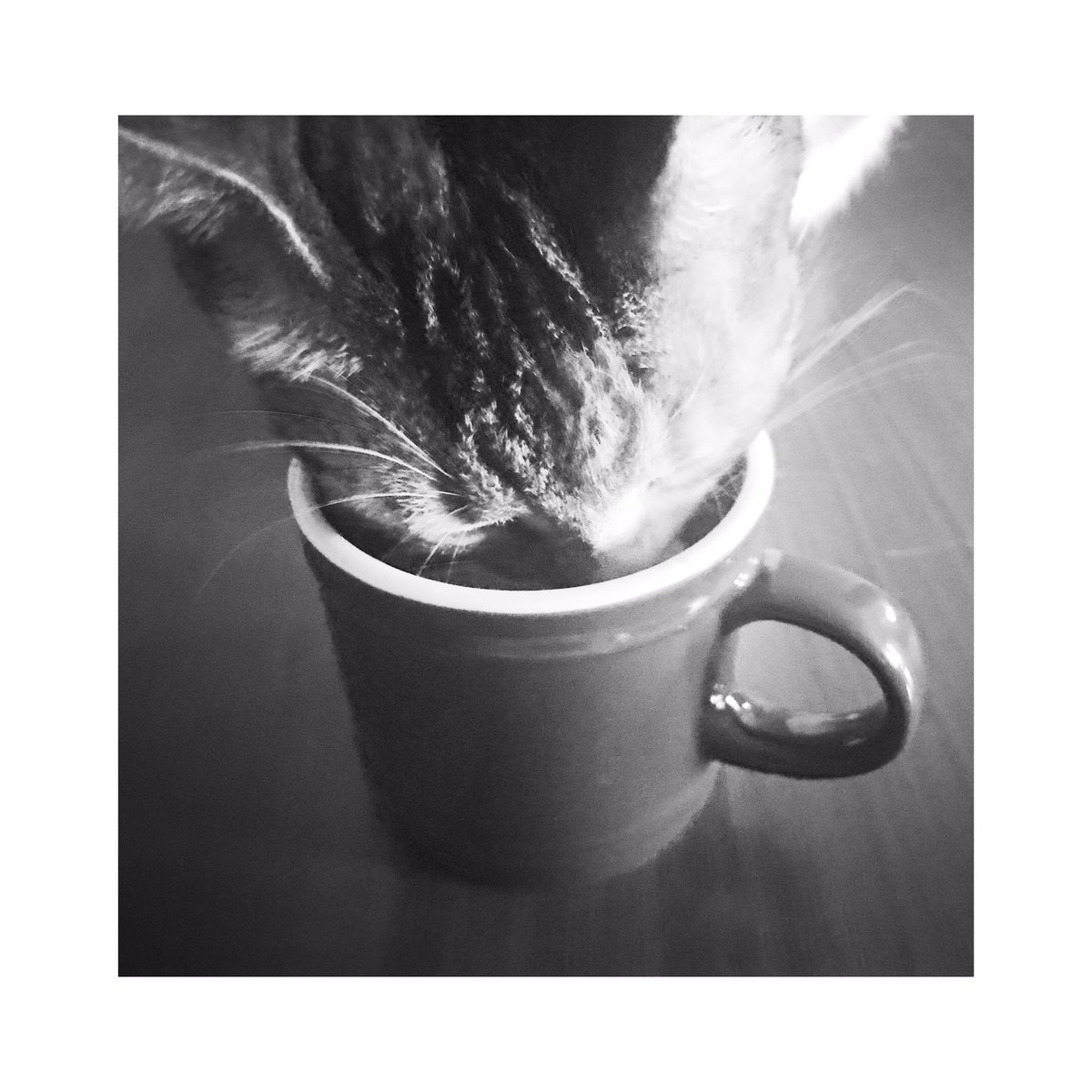 PamDsTweet's tweet photo. “The sun comes up in a coffee cup” - Lyle Lovett. Eevee would agree 🎹 🎶. #blackamdwhite #catphotography #thingscatsdo #eeveelovescoffee #fortheloveofcoffee #elegantlycaffeinated #coffeecat #lagata #kahvekedi #fortheloveofcoffee☕ #morningcoffee https://t.co/LGxRqc73s4