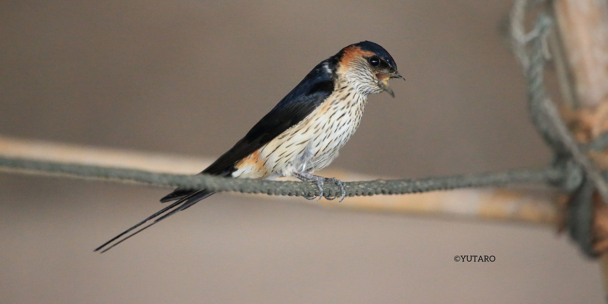 Oriijin オリイジン イロトリドリの今日のトリ39 コシアカツバメ 学名hirundo Daurica 腰赤燕 スズメ目ツバメ科 市街地や農耕地に生息し ツバメよりも体は少し大きい オリイジン 空を羽ばたくダイバーシティ 国境なき鳥団 T Co Pocxglym5x
