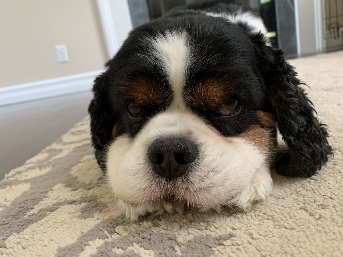 mlcs13's tweet image. Toby too. Ridin’ with Biden. #Dogs4Biden