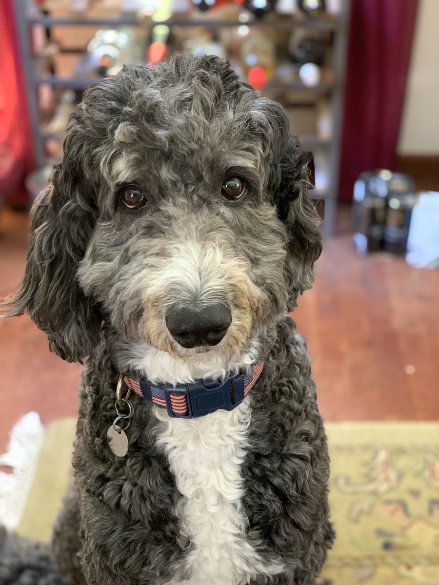 #Dogs4Biden