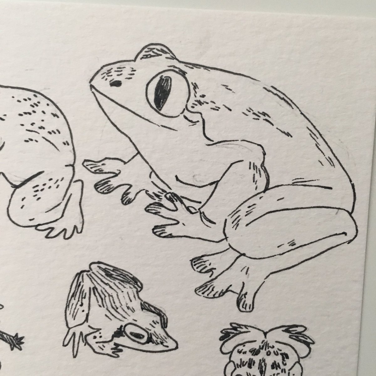 Sometimes u gotta do some frog studies. This one is my favorite 