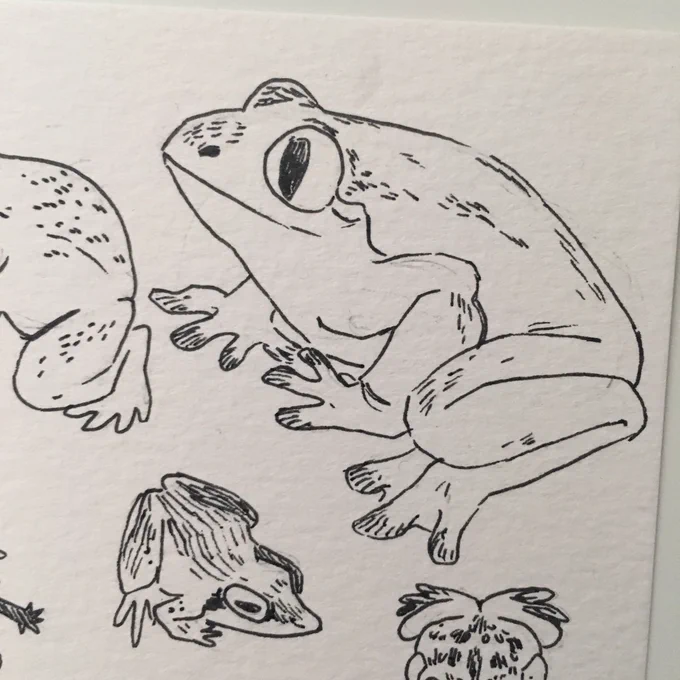 Sometimes u gotta do some frog studies. This one is my favorite 