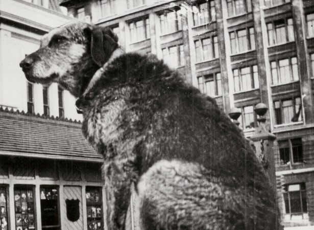 On this day 1939, Wellington's beloved Paddy the Wanderer passed away. Paddy was an Airedale Terrier believed to have been once called ‘Dash’ and was given as a gift to a young girl named Elsie, daughter of a seaman.