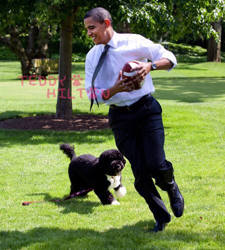 DonnaDeFazio's tweet image. #Dogs4Biden #BoandSunny