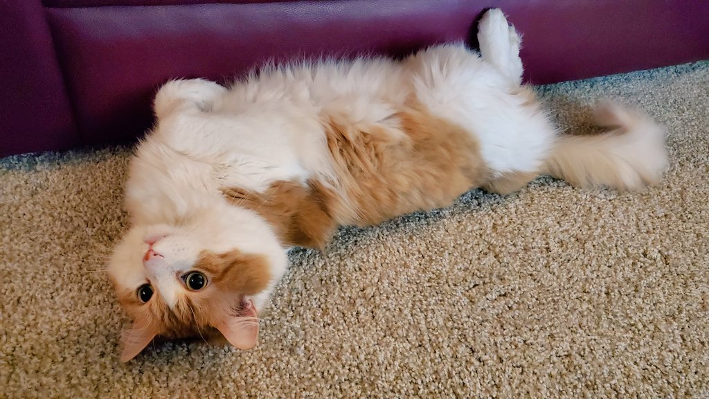iamtuckercat's tweet photo. Just relaxing #cat #ねこ https://t.co/JdClIJwIY2