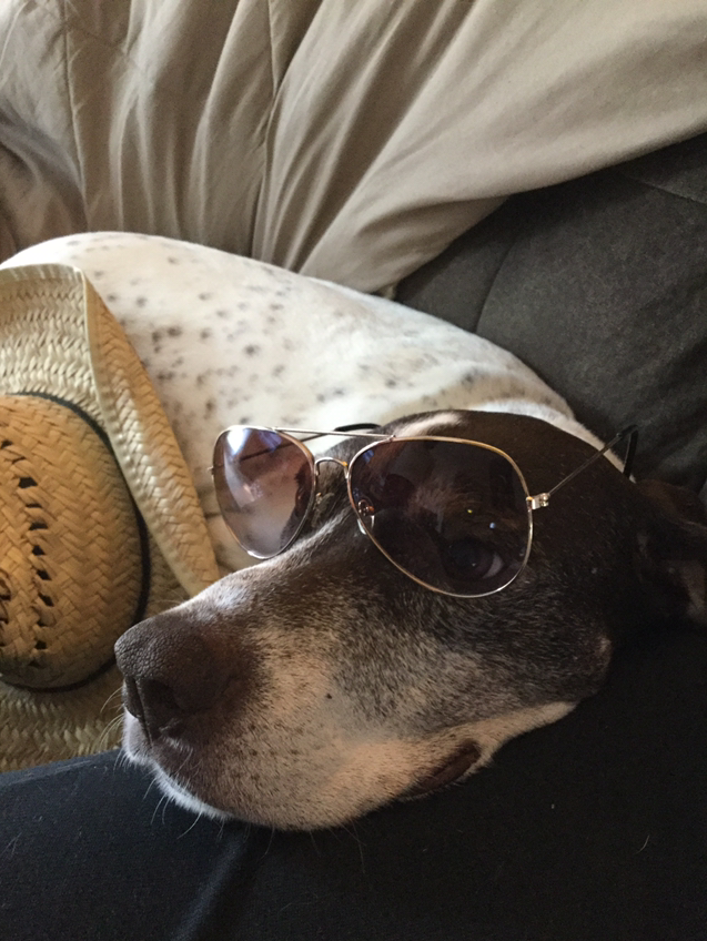 orionwealthtech's tweet photo. Yesterday we celebrated some of our favorite senior #PetsofOrion! πΎ https://t.co/kk5pQEh5N7