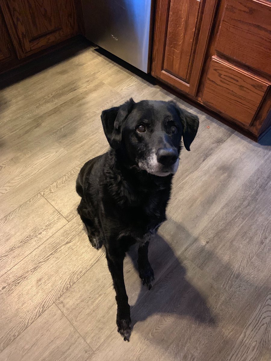 orionwealthtech's tweet photo. Yesterday we celebrated some of our favorite senior #PetsofOrion! πΎ https://t.co/kk5pQEh5N7