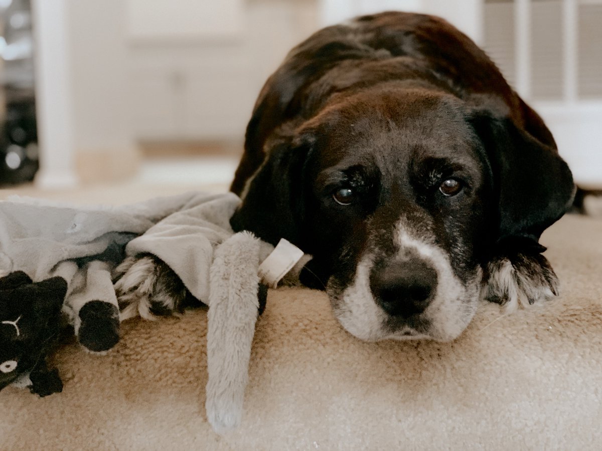 orionwealthtech's tweet photo. Yesterday we celebrated some of our favorite senior #PetsofOrion! πΎ https://t.co/kk5pQEh5N7