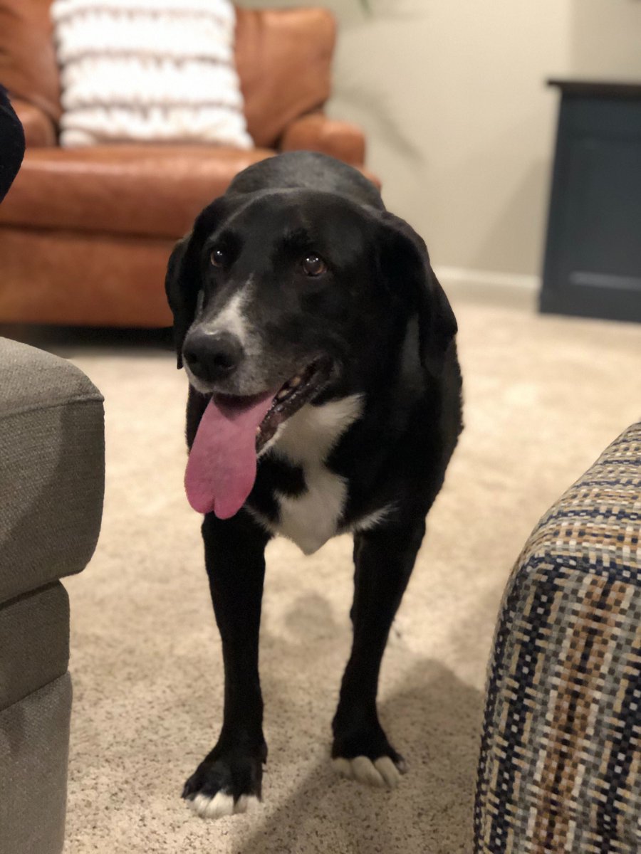 orionwealthtech's tweet photo. Yesterday we celebrated some of our favorite senior #PetsofOrion! πΎ https://t.co/kk5pQEh5N7
