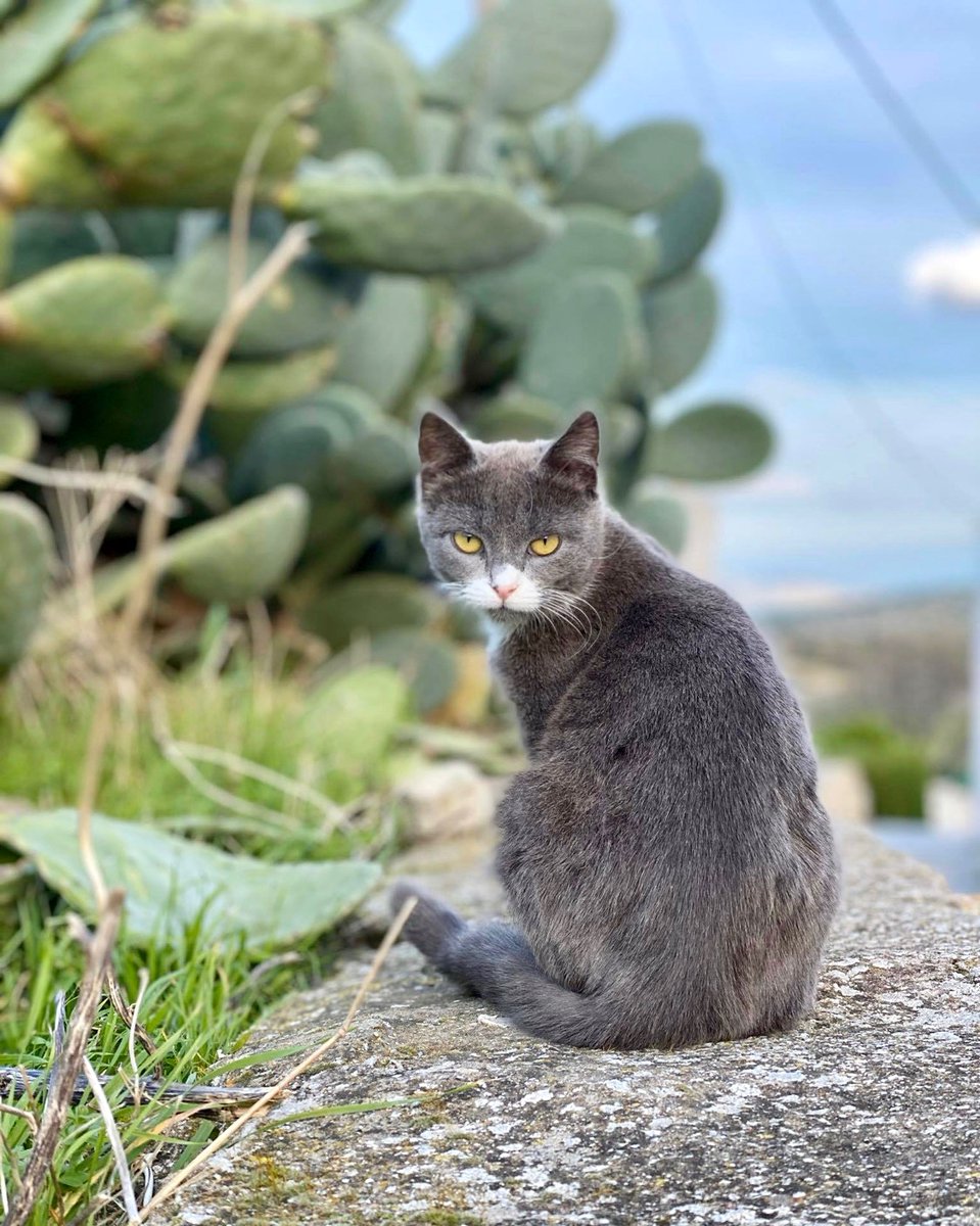 CatsofIraklia's tweet photo. A kind-hearted volunteer on Iraklia is determined to end hunger and neglect among the #cats on this tiny Greek island.
Donate and you can help her to fund medicines, neutering and food all year round. Purr!
#CatsOfTwitter
https://t.co/eBupPyhtpP https://t.co/hGTXoTUFeX