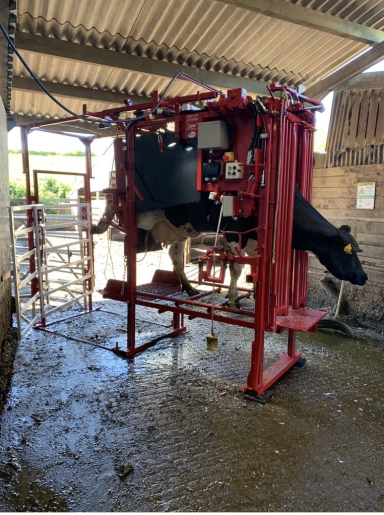Davidrowe_1's tweet image. Out trimming with the New A*Series today. It’s a great pice of kit, especially for the smaller yards and Jobs. Still the same Safe foot position and great hoof presentation as the H*Series. Getting the job done correctly .        #ACCU-TRIM #FunctionalTrimming  #SaveCowsNetwork