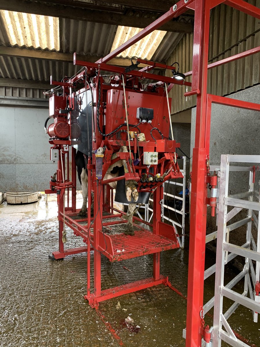 Davidrowe_1's tweet image. Out trimming with the New A*Series today. It’s a great pice of kit, especially for the smaller yards and Jobs. Still the same Safe foot position and great hoof presentation as the H*Series. Getting the job done correctly .        #ACCU-TRIM #FunctionalTrimming  #SaveCowsNetwork
