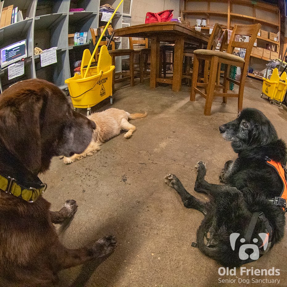 oldfriendssds's tweet photo. "Hey Rex, I hear we are getting a double portion tonight for dinner!" - Rusty
#ofsds #seniordogs #ofsdsrusty #ofsdsrex https://t.co/TVedF9I43y