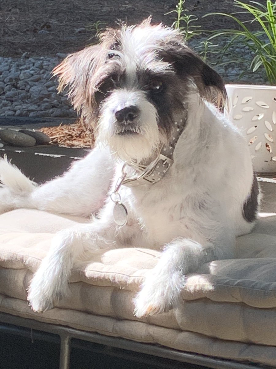 MarcSachdev's tweet photo. #Dogs4Biden https://t.co/oziCupWPLd