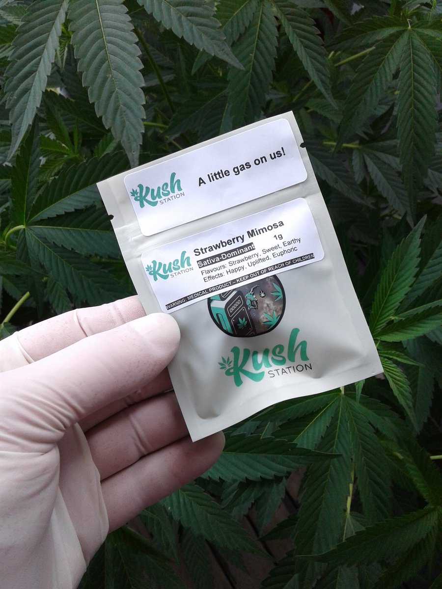 1978_light's tweet photo. "GIVEAWAY TIME" Want to win 1g of #strawberrymimosa ? Just RETWEET this post &amp; FOLLOW my good friend @QUEENDIVA420 &amp; MYSELF to ENTER!!! Winner will be picked July 23rd 💚 (CANADA ONLY) #CannabisCommunity #cannagiveaway https://t.co/TuEauPkxo3